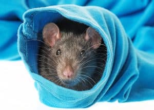 Rat Bite Fever