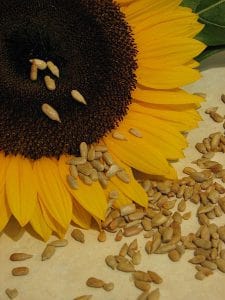 listeriarecallsunflowerseeds