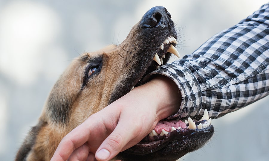 El Centro Dog Bite Attorney